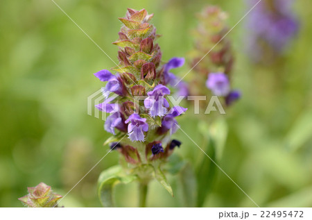 ウツボグサ・靫草の花 ウツボグサ・靫草の花 22495472