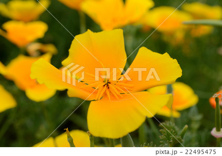 ハナビシソウ・花菱草の花 22495475