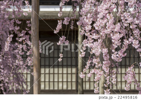 障子戸をバックに枝垂れ桜の花 22495816