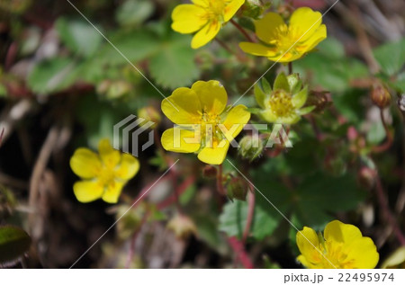 キジムシロ 22495974