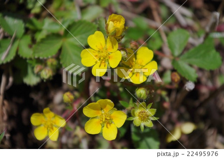 キジムシロ 22495976