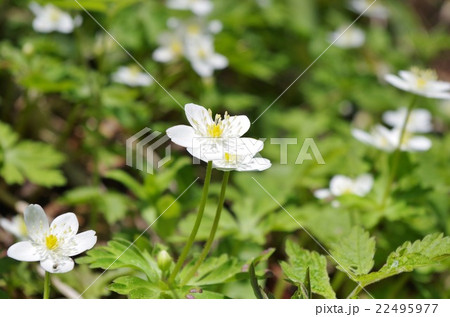 ニリンソウ 22495977