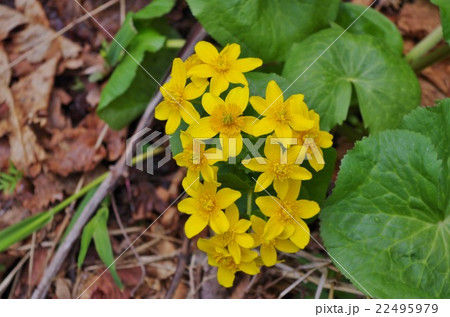 エゾノリュウキンカ 22495979