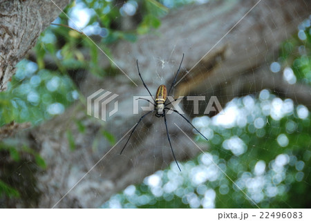 オオジョロウグモ（竹富島／沖縄県八重山郡竹富町） 22496083