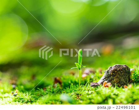 植物の芽生え 22496101