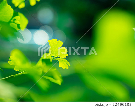 イチョウの新緑 22496102
