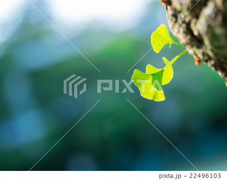 イチョウの新緑 22496103