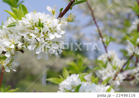 すももの花 22496116