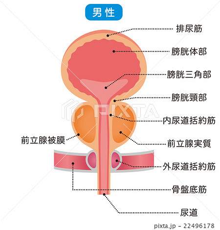 膀胱 仕組み 断面図のイラスト素材