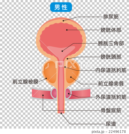 膀胱　仕組み　断面図 22496178