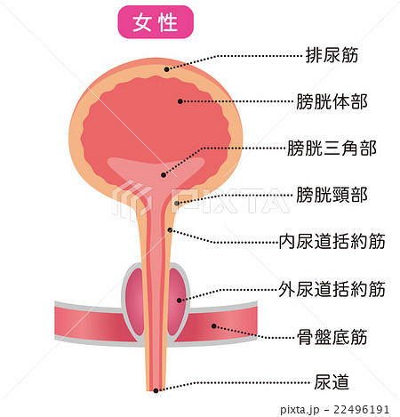 膀胱 仕組み 断面図のイラスト素材