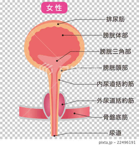 膀胱　仕組み　断面図 22496191