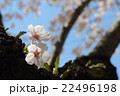 満開の桜 満開の桜 22496198