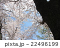桜の木を見上げる 桜の木を見上げる 22496199