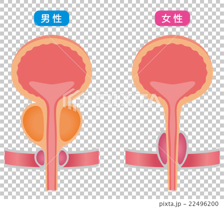 膀胱　仕組み　断面図 22496200