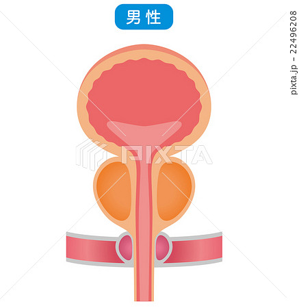 膀胱　仕組み　断面図 22496208