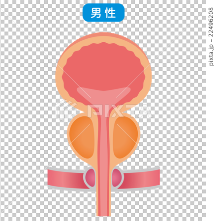 膀胱　仕組み　断面図 22496208