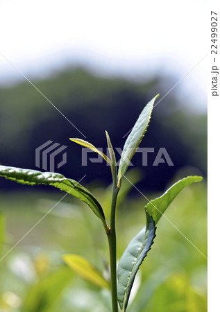 茶葉 22499027