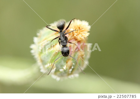 クロオオアリ(働きアリ) クロオオアリ(働きアリ) 22507785