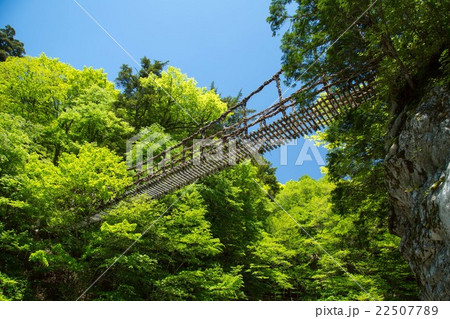 奥祖谷二重かずら橋男橋 奥祖谷二重かずら橋男橋 22507789