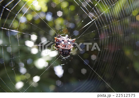 チブサトゲグモ チブサトゲグモ 22512575