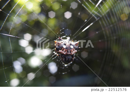 チブサトゲグモ 22512576