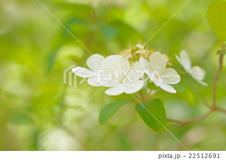 瓊花（けいか） 22512691