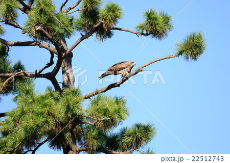 Japanese Black Kite Bird Japanese Black Kite Bird 22512743