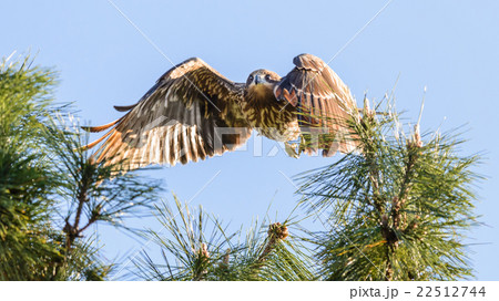 Japanese Black Kite Bird Japanese Black Kite Bird 22512744