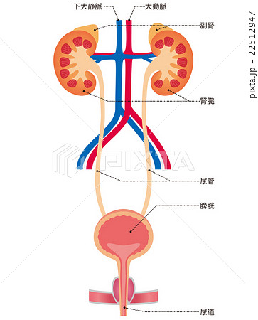 泌尿器 腎臓 膀胱のイラスト素材