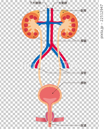 泌尿器　腎臓　膀胱 22512947
