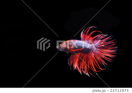 Moving moment of big ear siamese fighting fish Moving moment of big ear siamese fighting fish 22512973