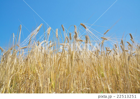 京都の二条大麦 22513251