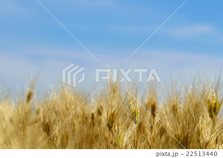 熟した麦の畑と青空のコピースペース 22513440