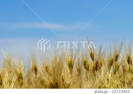 熟した麦の畑と青空のコピースペース 22513443