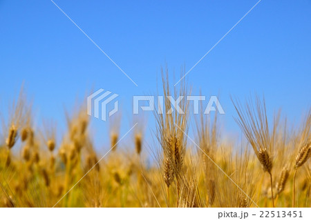 熟した麦の畑と青空のコピースペース 熟した麦の畑と青空のコピースペース 22513451