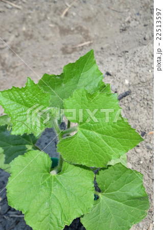 ミニ冬瓜の苗 22513597