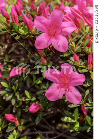 ツツジの花 22513598
