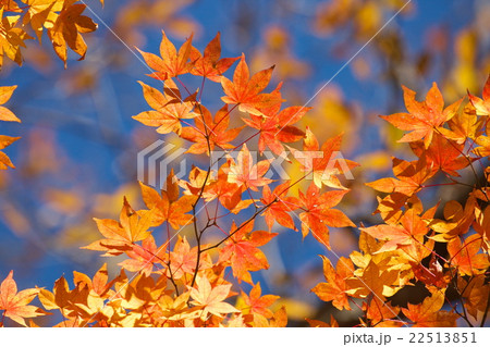 紅葉 紅葉 22513851