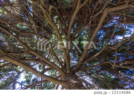 Under the shade of tall trees 22514086