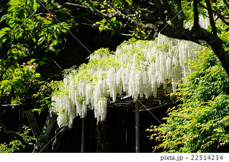 5月花 白藤の英勝寺08鎌倉の写真素材