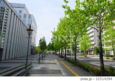 5月都市の風景1427新緑のカエデ並木・新百合ヶ丘駅前 5月都市の風景1427新緑のカエデ並木・新百合ヶ丘駅前 22514294