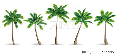 ヤシの木 22514495