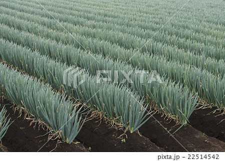 ねぎ畑　野菜畑 22514542