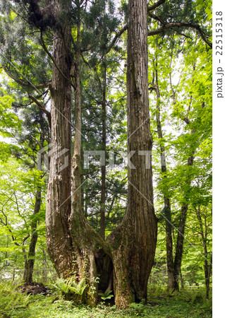 森の巨人　「めおと杉」　秋田県 22515318