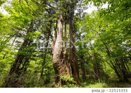 森の巨人 「めおと杉」 秋田県 森の巨人 「めおと杉」 秋田県 22515355