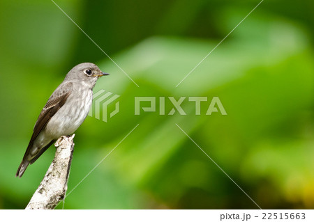 brow fly catcher 22515663