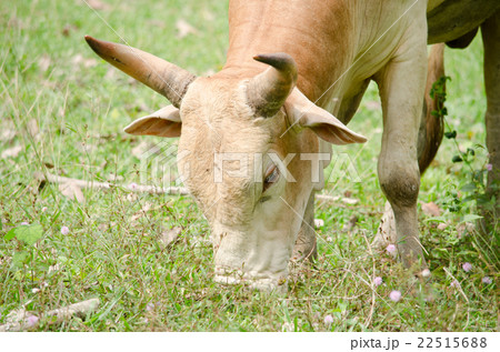 cow in thailand cow in thailand 22515688