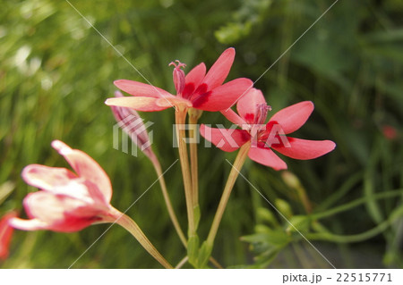 ヒメヒオウギアヤメ 22515771