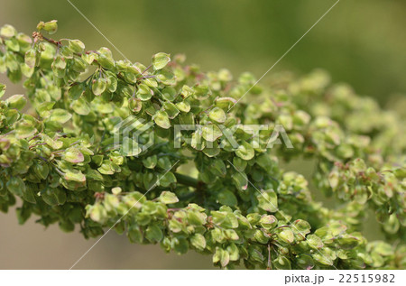 ギシギシ(羊蹄) ギシギシ(羊蹄) 22515982